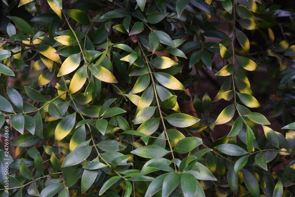 Poster leaves of the houseplants 