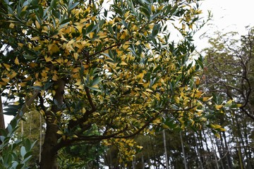 Leaves of the houseplants "Nagi" (Asian bayberry)