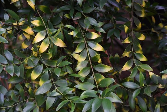 Leaves of the houseplants "Nagi" (Asian bayberry)