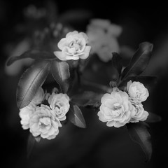 Small delicate roses flowers in black and white color, Rosa banksiae or Lady Banks rose flower, blurred background macro close up, wedding, holiday decoration design, greeting card concept, copy space