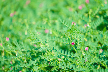 Fresh Green Chickpeas field , Chick peas also known as harbara or harbhara in hindi and Cicer is scientific name,