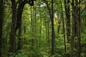 forêt vierge au Québec, Canada
