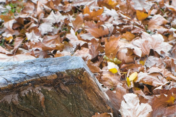 Stump beautiful shape among the yellow leaves in the fall.