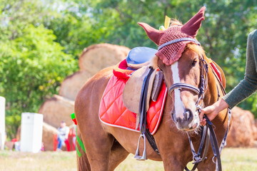 Portrait of a pony in a beautiful harness.