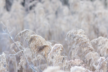 cane snow Frost day
