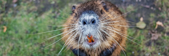 Nutria animal stands on its hind legs looking up. © andreyphoto63