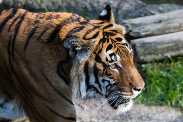 Tiger Close up