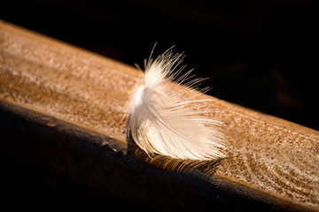 feather on a railway track