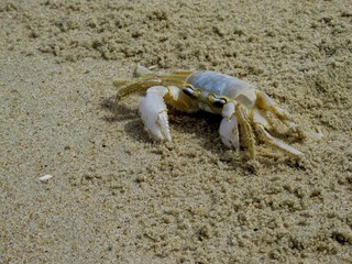 Crab on the beach