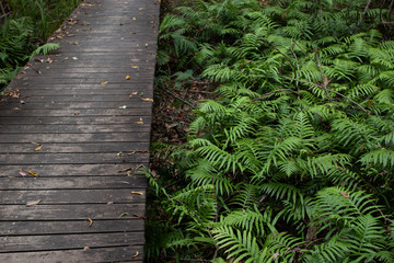 wooden path beside fern rain forest tropical climate adventure