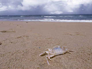 Crab on the beach