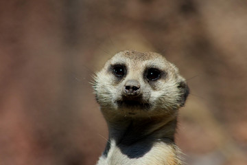 Meerkat