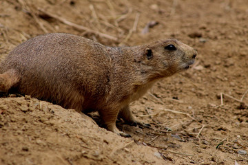 Naklejka na ściany i meble Prairie Dog