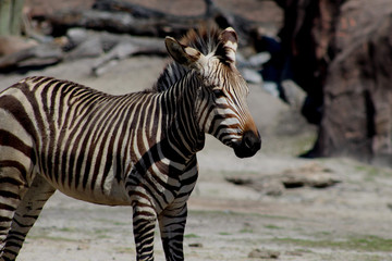 Zebra resting