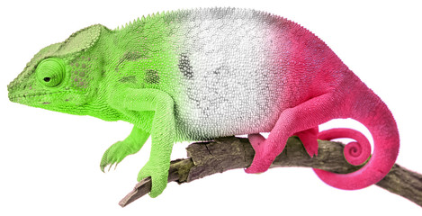 Caméléon aux couleurs de l’Italie