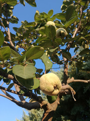 Horticulture industry. Quince fruit tree. Natural yellow and vivid green colors growing under the sun of Spain. Healthy food. Nutritious product that is not usually eaten raw, despite being sweet.