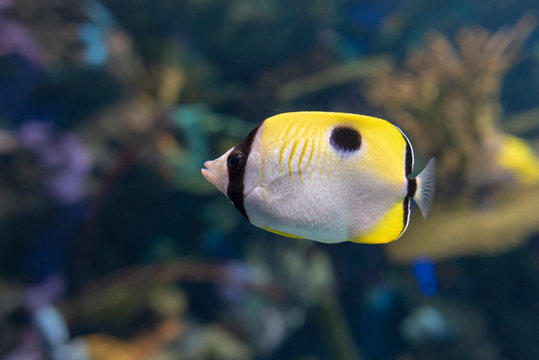 The teardrop butterflyfish (Chaetodon unimaculatus ) - tropical coral fish