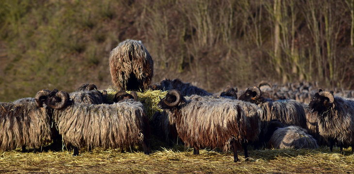 Schafe mit runden H&ouml;rnern und zotteligem Fell