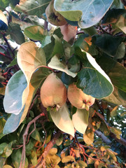 Quince is growing in Spain. Horticulture industry. Fruit tree. Natural yellow and vivid green colors under the sun of Europe. Yellow ripe fruit.