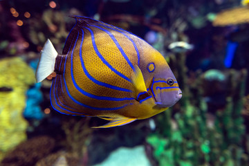 Annularis Angelfish (Pomacanthus annularis) , coral fish,