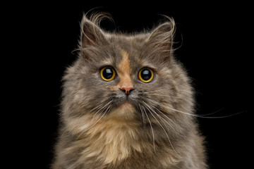 Portrait of Cute Munchkin Cat tortoise fur, with big eyes Stare in camera Isolated Black background, front view