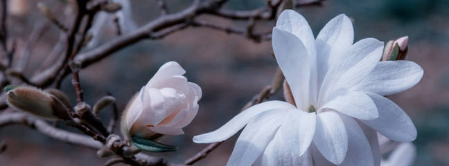 banner white magnolia flower