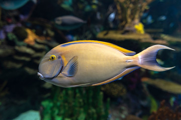 Eyestripe surgeonfish, (Acanthurus dussumieri ), coral tropical fish