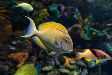 Fototapeta na wymiar Eyestripe surgeonfish, (Acanthurus dussumieri ), coral tropical fish