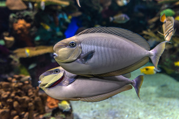 Bignose unicornfish Naso vlamingii tropical sea and ocean fish, close up, Couple together,detail 