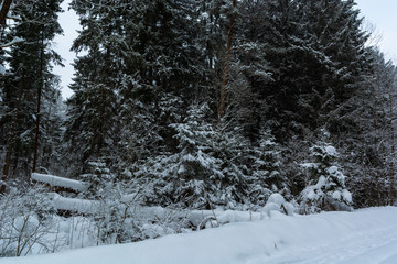 Spruce forest. Winter landscape