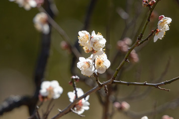White plum blossoms blooming in Mukojima, Sumida-city, Tokyo, Japan
