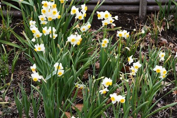 Narcissus (Daffodil) flowers