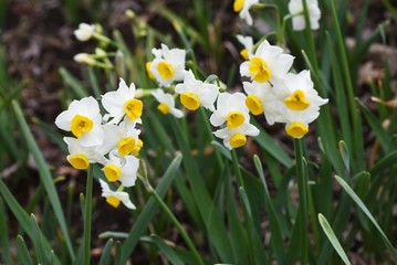 Narcissus (Daffodil) flowers