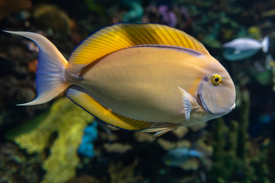Eyestripe surgeonfish, (Acanthurus dussumieri ), coral tropical fish