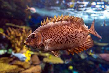 Yellow Spot rabbitfish Siganus guttatus - tropical sea fish