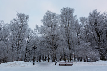Trees in a frost park