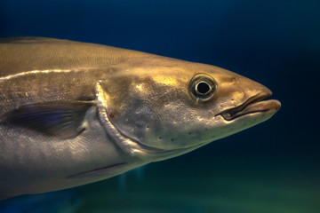 Pollock - Pollachius pollachius (Atlantic or European pollock)