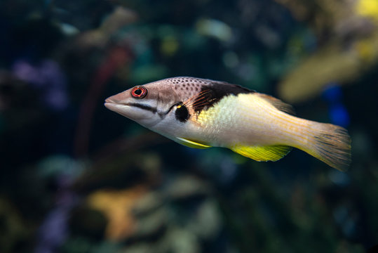 Split-level hogfish, Bodianus mesothorax, coral fish, detail,close up