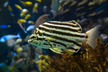 Stripey fish Microcanthus strigatus - close up, detail