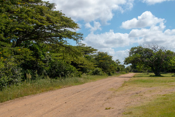 Dirt road leading into the green bush