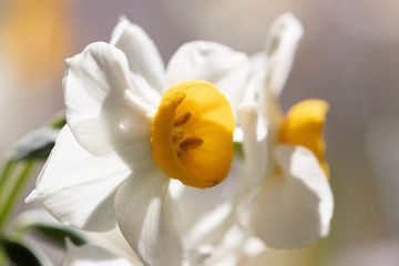 Narcissus blooming in the park in Sumida Ward, Tokyo, Japan