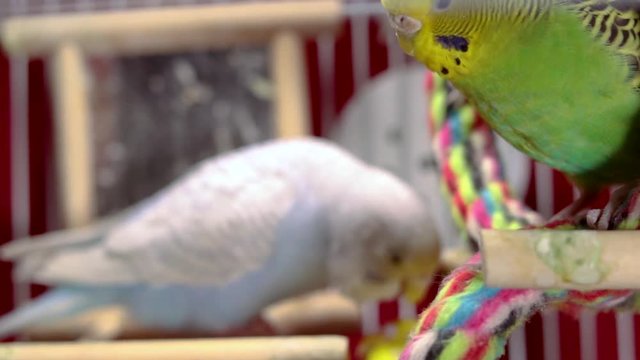 The curious green budgie is just resting on its toy swing observing the other budgies. The light blue and yellow budgie are blurred in the background. They seem to preen and kiss.