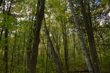 forêt au Québec