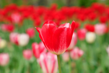 Obraz premium Tulips flowers in the garden