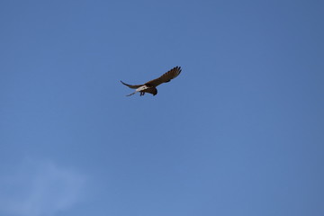 cervia