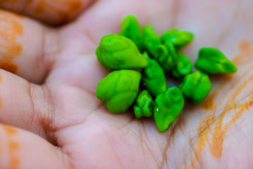 Fresh Green Chickpeas field , Chick peas also known as harbara or harbhara in hindi and Cicer is...