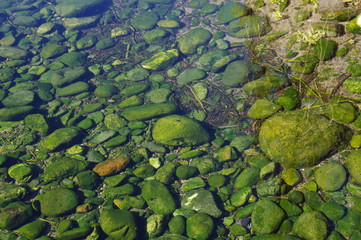 苔に覆われた水中の石