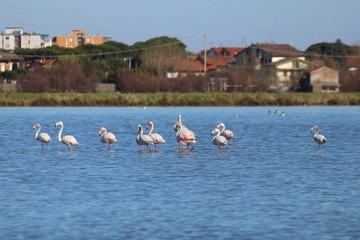 Naklejka premium flamingo