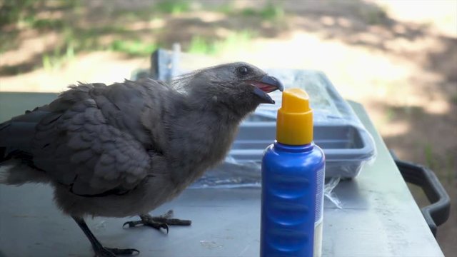 Slowmotion of a Small Wild African Bird on a Table picking at a Sunscreen Bottle