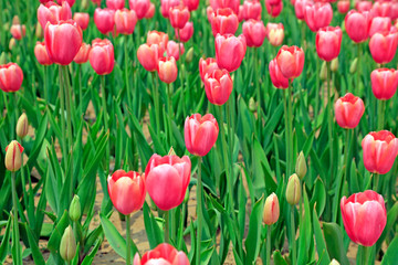 Fototapeta premium Tulips flowers in the garden